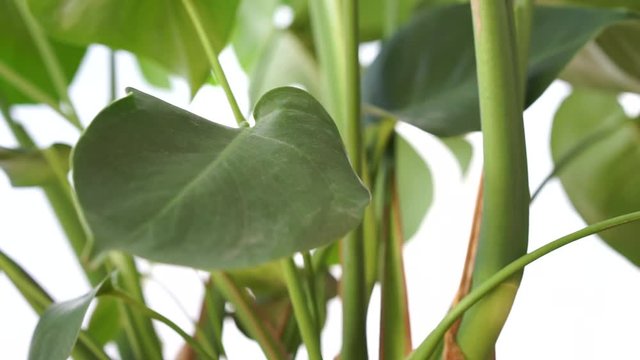 green house plant indoor video close up 