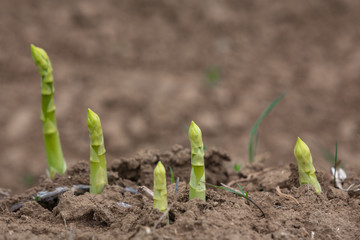 Junger Spargel im Detail