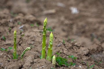 Junge Spargeltriebe während der Ernte