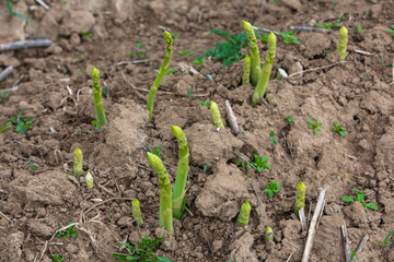Spargelacker mit jungem Spargel im Detail