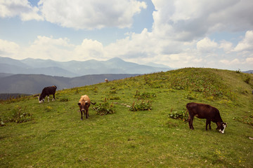 cow herd graze among a green mountain pasture