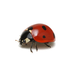 Ladybug isolated on white