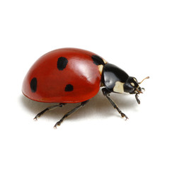 Ladybug isolated on white