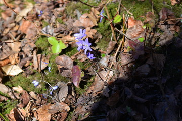 przylaszczki kwitnące w lesie na  tle mchu i martwych liści 2 © Mariola