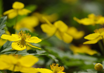 field of spring flowers