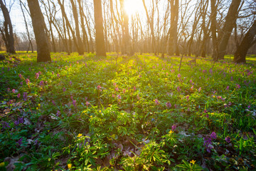 beautiful spring forest with flowers at the sunset