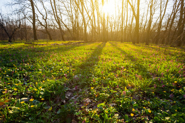spring forest glade with flowers at the sunset
