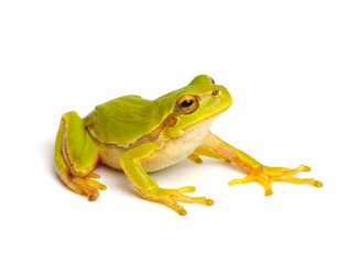 Green tree frog