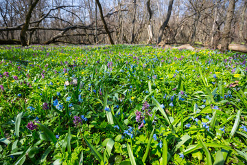 beautiful forest glade landscape with flowers