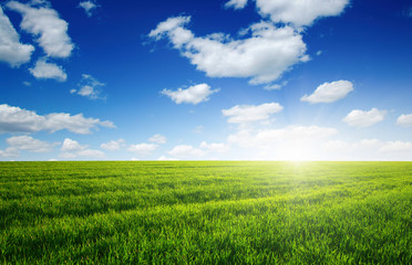 Green field and sun.