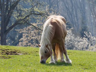Der Haflinger Pferderasse