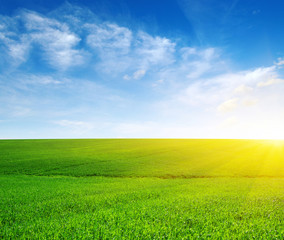 Green meadow and sun.