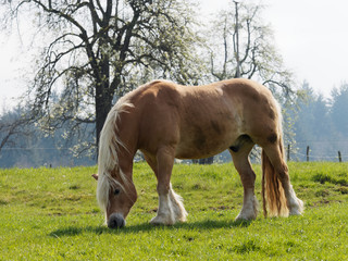 Der Haflinger Pferderasse