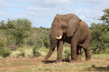 Afrikanischer Elefant / African elephant / Loxodonta africana