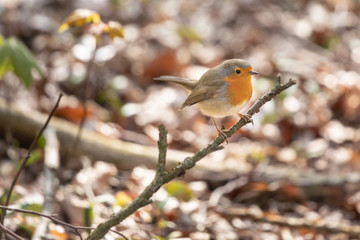 Rouge Gorge