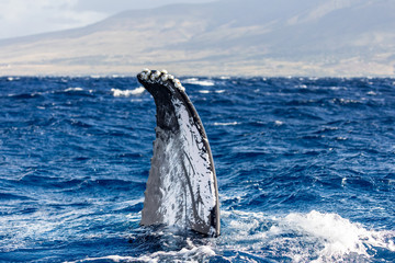 Flapper of a humpback whale