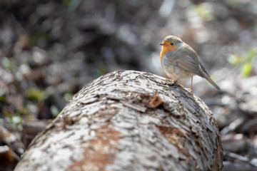 Rouge Gorge