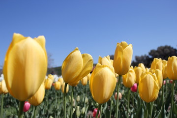 Obraz premium distesa di tulipani