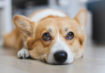 Bored welsh corgi pembroke dog lying down on the floor and looking up