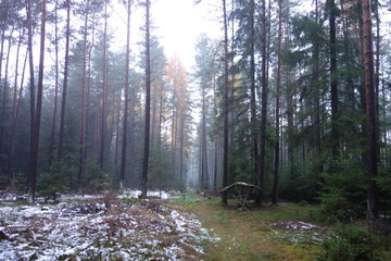 morning in forest