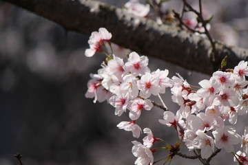 When the spring comes, we start to look forward to the Cherry blossom viewing （picnic party） in Japan.