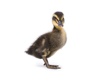 Cute little newborn fluffy duckling. One young duck isolated on a white background.
