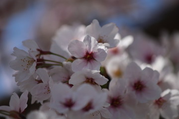 When the spring comes, we start to look forward to the Cherry blossom viewing （picnic party） in Japan.
