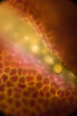 bio micro welten by tigerraw