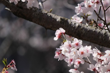 When the spring comes, we start to look forward to the Cherry blossom viewing （picnic party） in Japan.