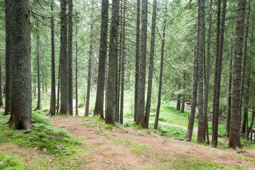 Fototapeta premium Forest trees. nature green wood sunlight backgrounds