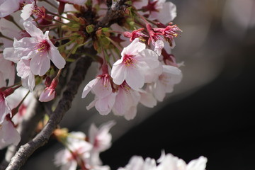 When the spring comes, we start to look forward to the Cherry blossom viewing （picnic party） in Japan.