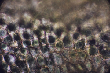 bio micro welten by tigerraw