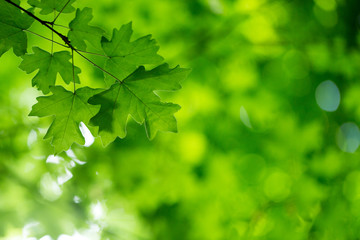 Obraz na płótnie Canvas green leaves on the green backgrounds