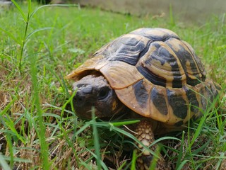 tartaruga di terra