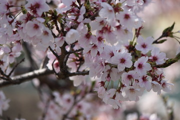 When the spring comes, we start to look forward to the Cherry blossom viewing （picnic party） in Japan.