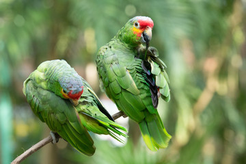 parrot bird sitting on the perch © Pakhnyushchyy