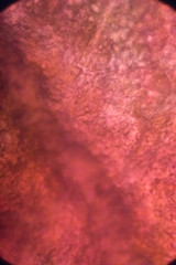 bio micro welten by tigerraw