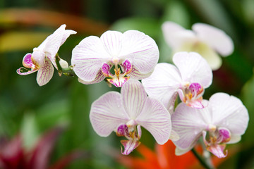 Fototapeta na wymiar beautiful orchid on green background