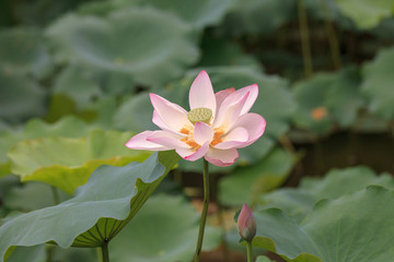 Lotus in the pond