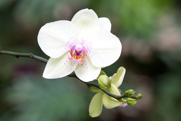 Naklejka na ściany i meble beautiful orchid on green background