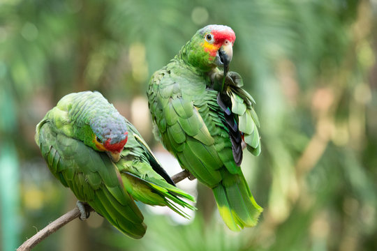 parrot bird sitting on the perch