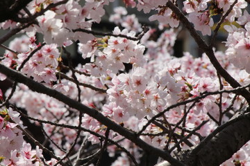 When the spring comes, we start to look forward to the Cherry blossom viewing （picnic party） in Japan.