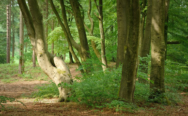 Fototapeta premium summer forest trees. nature green wood sunlight backgrounds dutch summer
