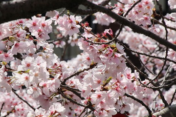 When the spring comes, we start to look forward to the Cherry blossom viewing （picnic party） in Japan.