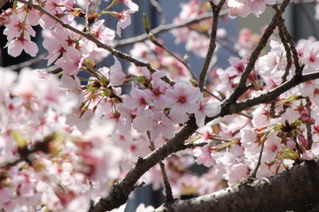 When the spring comes, we start to look forward to the Cherry blossom viewing （picnic party） in Japan.