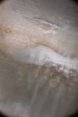 bio micro welten by tigerraw