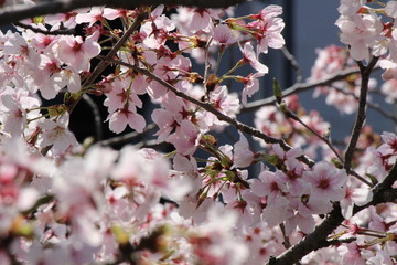 When the spring comes, we start to look forward to the Cherry blossom viewing （picnic party） in Japan.