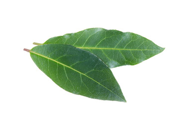 Bay leaves isolated on white background