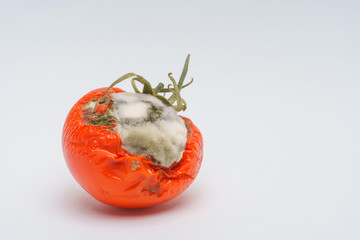 Tomato with white and green mold. Fungus with molds on spoiled tomato. Spoiled dried tomato on a...