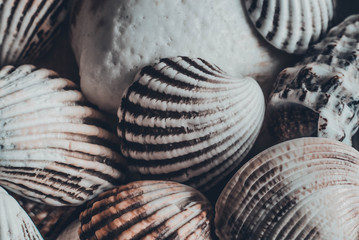 Sea shell macro